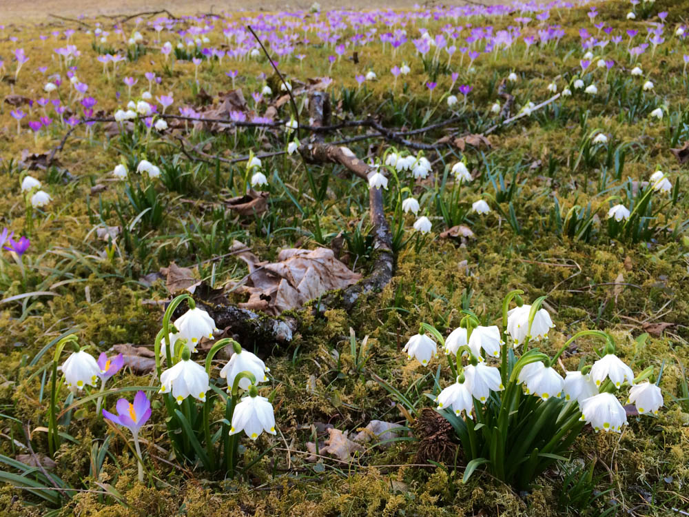 Early spring in Lauterbrunnen Valley, Switzerland - Christine Aseka