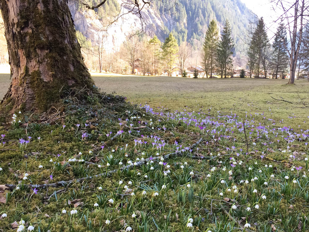 Early spring in Lauterbrunnen Valley, Switzerland