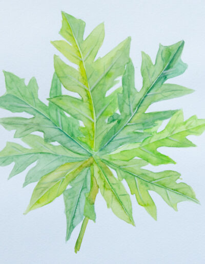 papaya leave watercolor