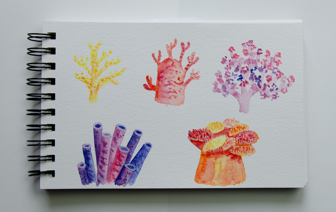 coral drawing watercolor